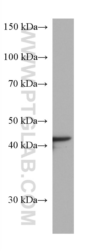 Western Blot (WB) analysis of HepG2 cells using HMBS Monoclonal antibody (67456-1-Ig)