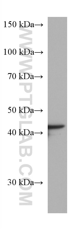 WB analysis of HepG2 using 67456-1-Ig