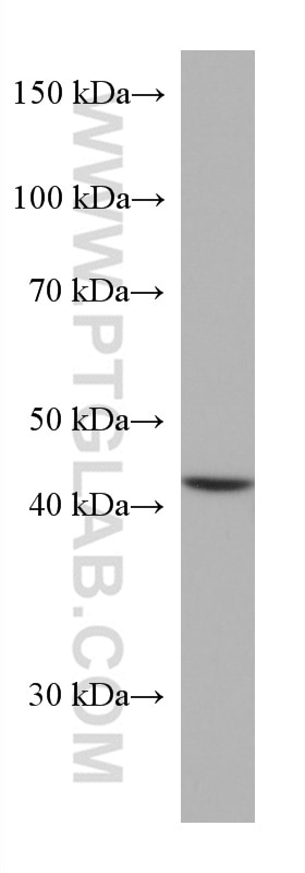 Western Blot (WB) analysis of HEK-293 cells using HMBS Monoclonal antibody (67456-1-Ig)
