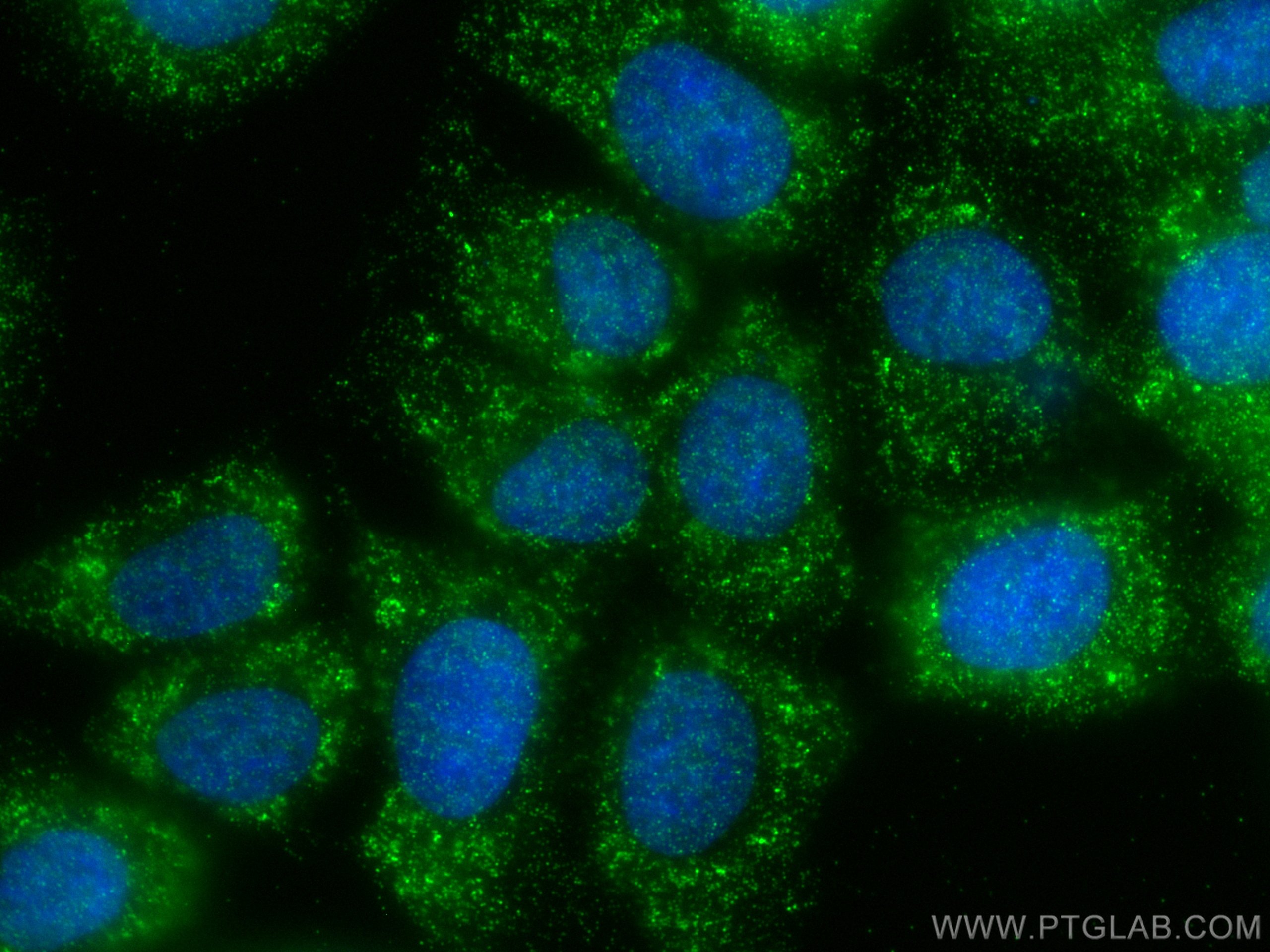 Immunofluorescence (IF) / fluorescent staining of MCF-7 cells using HMCN1 Polyclonal antibody (18837-1-AP)