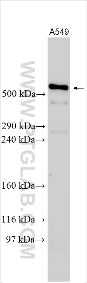 Western Blot (WB) analysis of various lysates using HMCN2 Polyclonal antibody (32178-1-AP)