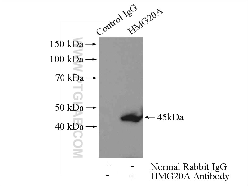 Immunoprecipitation (IP) experiment of Jurkat cells using HMG20A Polyclonal antibody (12085-2-AP)