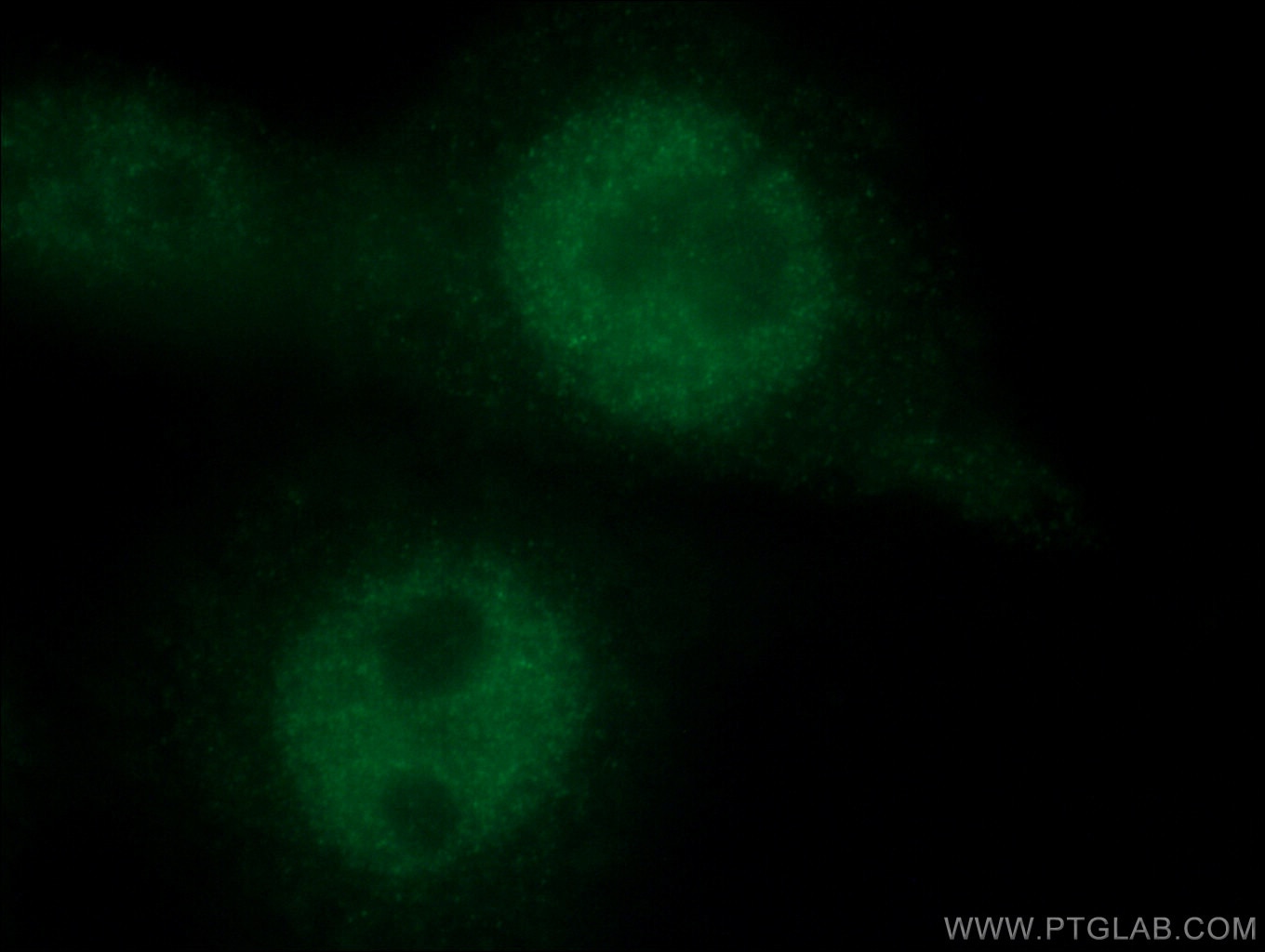 Immunofluorescence (IF) / fluorescent staining of HepG2 cells using HMG20A Monoclonal antibody (66676-1-Ig)
