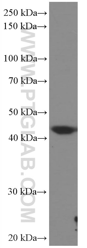 Western Blot (WB) analysis of HEK-293 cells using HMG20A Monoclonal antibody (66676-1-Ig)
