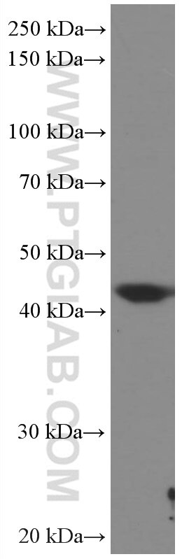 WB analysis of HEK-293 using 66676-1-Ig