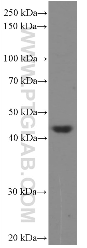 Western Blot (WB) analysis of Jurkat cells using HMG20A Monoclonal antibody (66676-1-Ig)