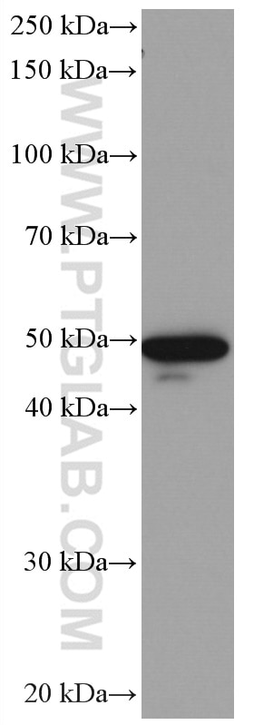 Western Blot (WB) analysis of HeLa cells using HMG20A Monoclonal antibody (66676-1-Ig)