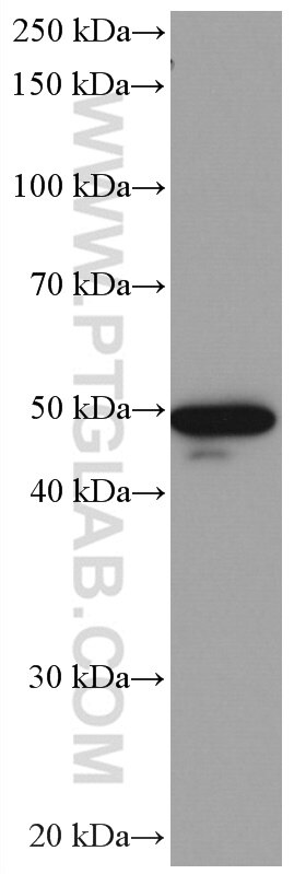 WB analysis of HeLa using 66676-1-Ig