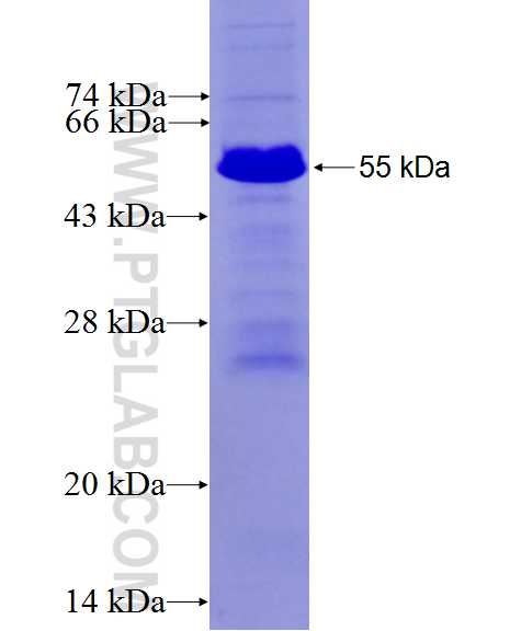 HMG20A fusion protein Ag2718 SDS-PAGE