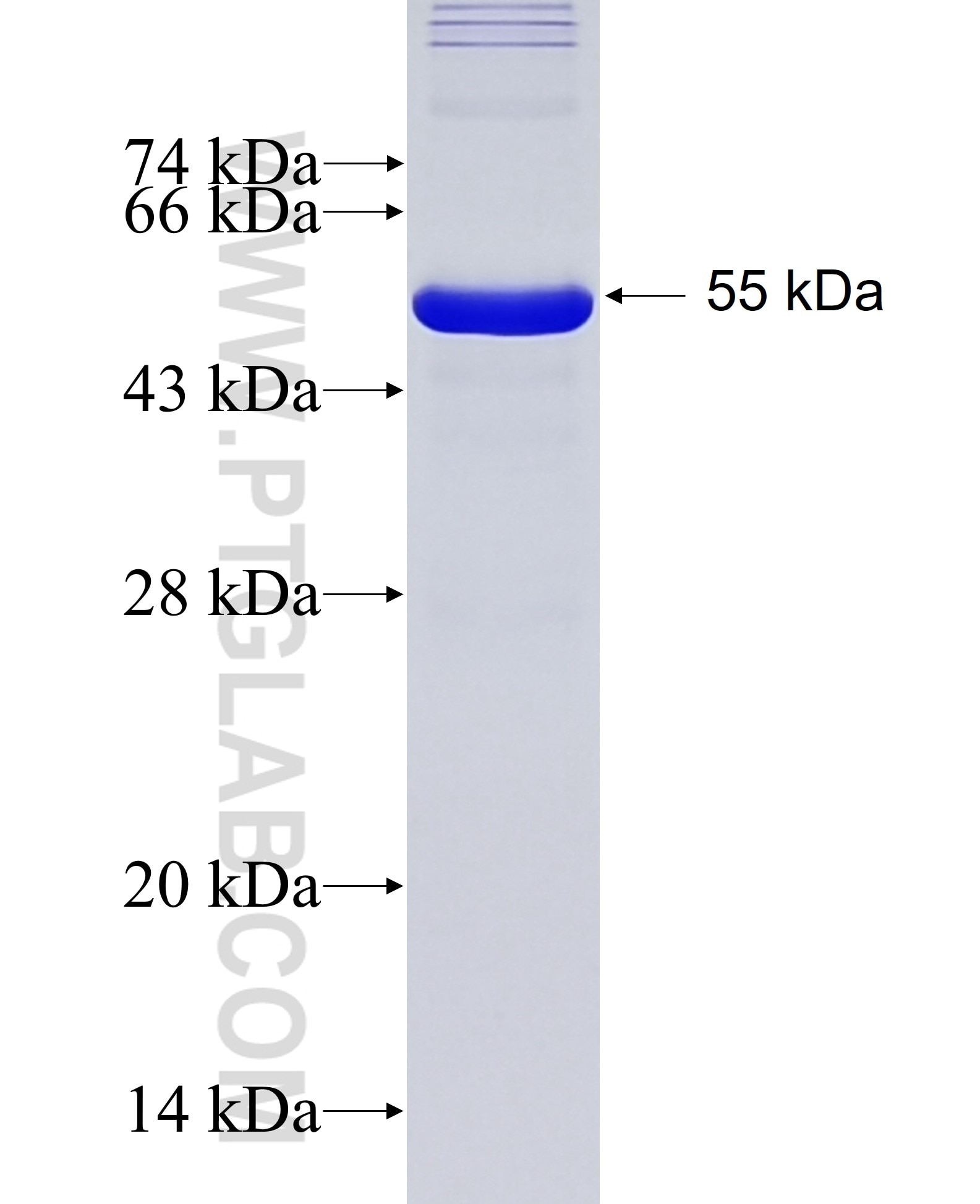 HMG20A fusion protein Ag2718 SDS-PAGE