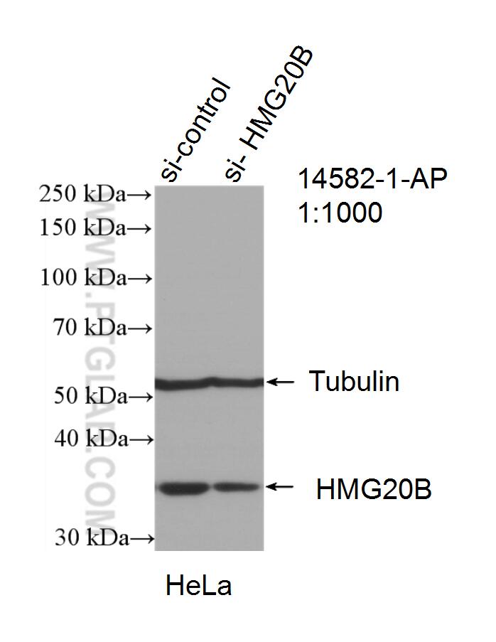 Western Blot (WB) analysis of HeLa cells using HMG20B Polyclonal antibody (14582-1-AP)