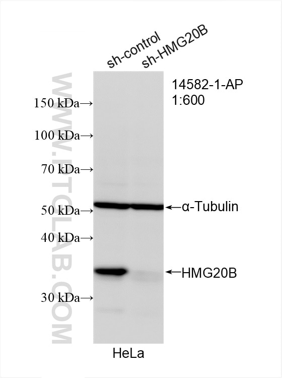 Western Blot (WB) analysis of HeLa cells using HMG20B Polyclonal antibody (14582-1-AP)