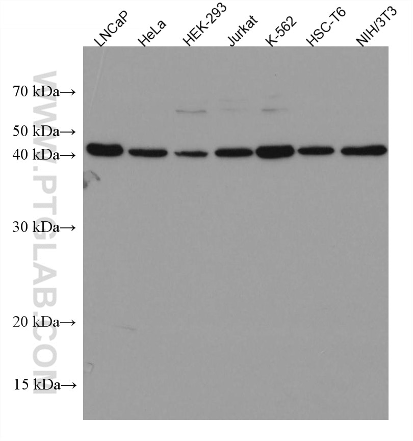 Western Blot (WB) analysis of various lysates using HMG20B Monoclonal antibody (67354-1-Ig)