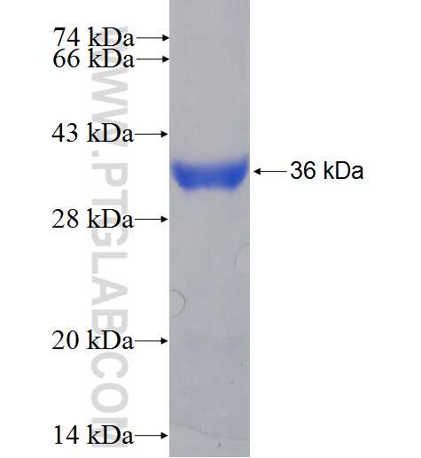 HMG20B fusion protein Ag6103 SDS-PAGE