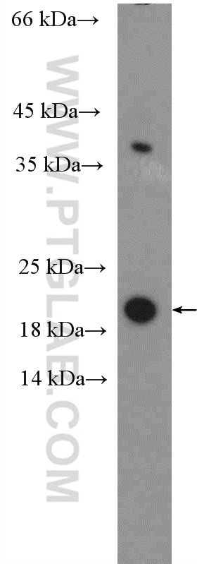 Western Blot (WB) analysis of COLO 320 cells using HMGA1 Polyclonal antibody (15398-1-AP)
