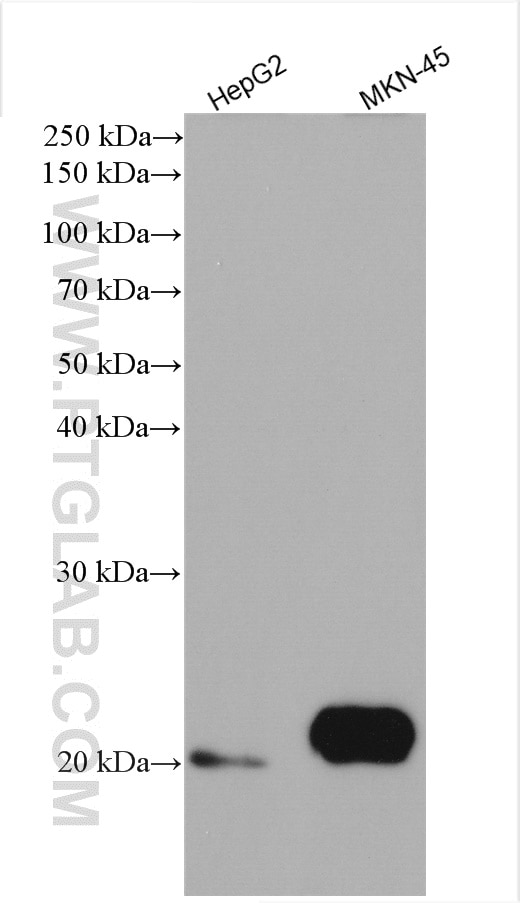 Western Blot (WB) analysis of various lysates using HMGA1 Polyclonal antibody (29895-1-AP)