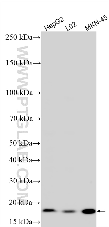 WB analysis using 29895-1-AP Western Blot (WB) analysis of various lysates using HMGA1 Polyclonal antibody (29895-1-AP)