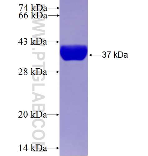 HMGA1 fusion protein Ag7613 SDS-PAGE