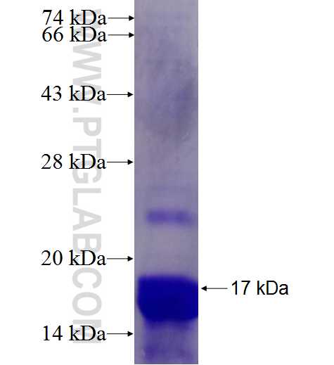 HMGA1 fusion protein Ag7637 SDS-PAGE