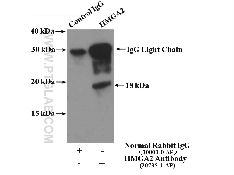 Immunoprecipitation (IP) experiment of NIH/3T3 cells using HMGA2 Polyclonal antibody (20795-1-AP)