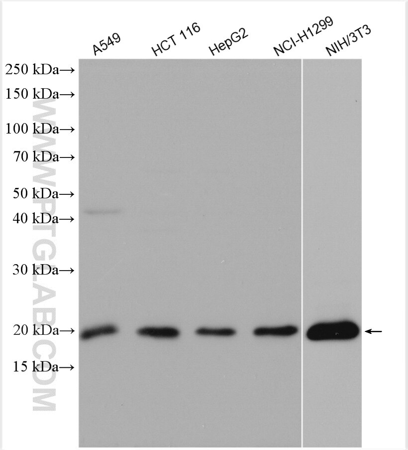 Western Blot (WB) analysis of various lysates using HMGA2 Polyclonal antibody (20795-1-AP)