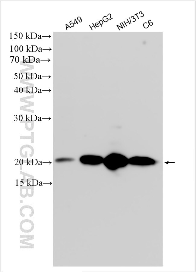 Western Blot (WB) analysis of various lysates using HMGA2 Polyclonal antibody (20795-1-AP)
