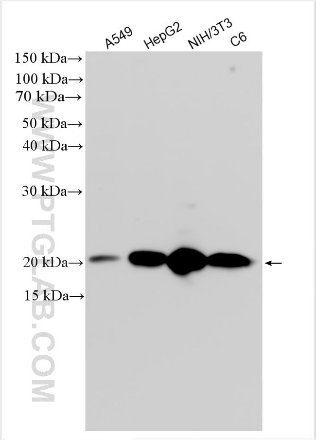 WB analysis using 20795-1-AP