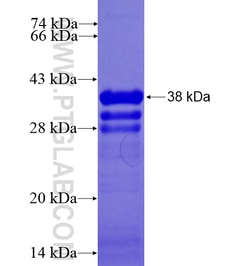 HMGA2 fusion protein Ag14588 SDS-PAGE