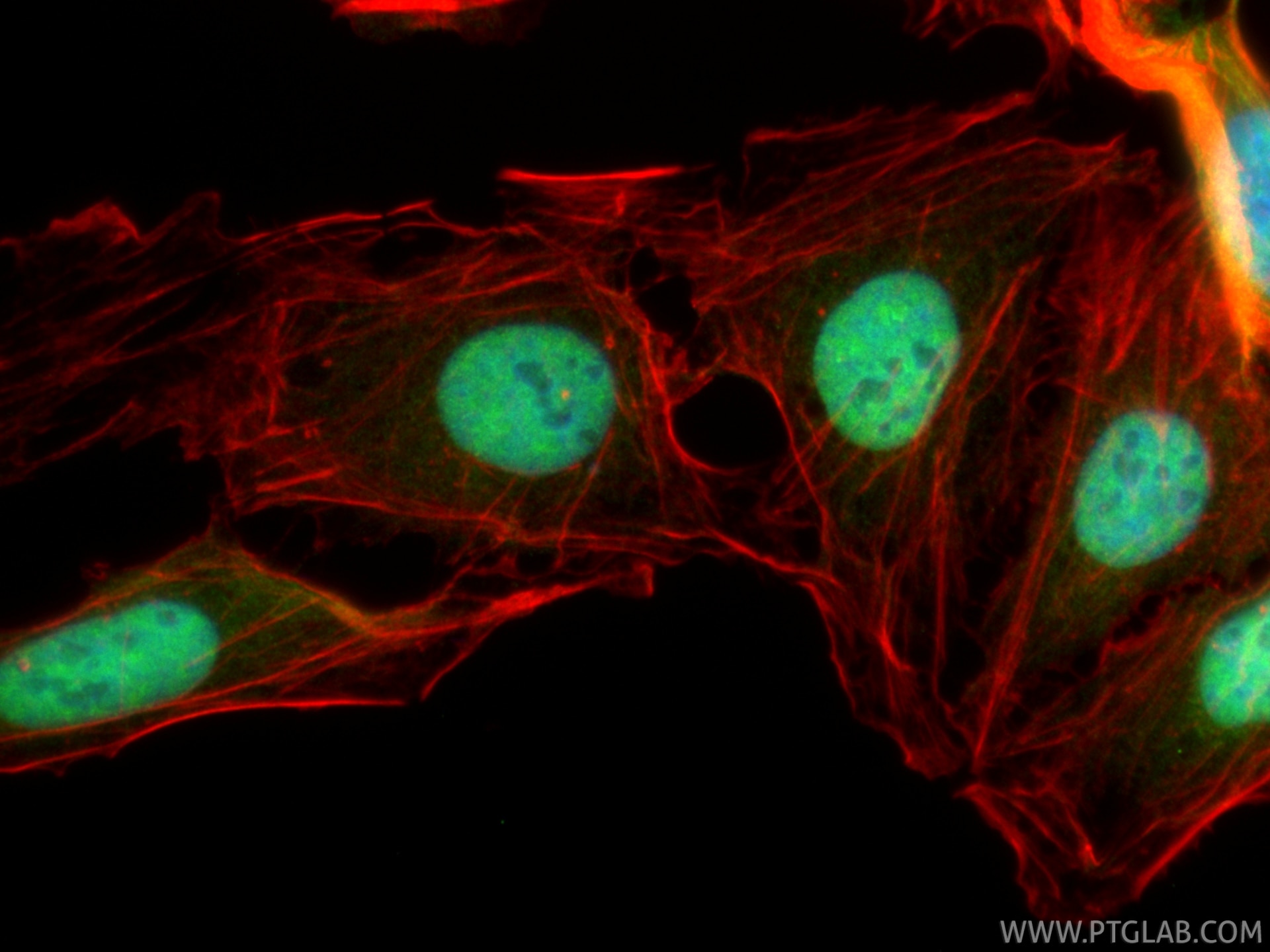Immunofluorescence (IF) / fluorescent staining of U2OS cells using HMGB1 Polyclonal antibody (10829-1-AP)
