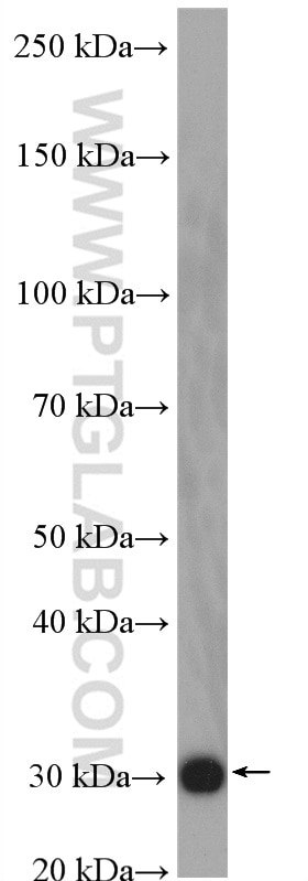 Western Blot (WB) analysis of RAW 264.7 cells using HMGB1 Polyclonal antibody (10829-1-AP)