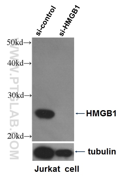 Western Blot (WB) analysis of Jurkat cells using HMGB1 Polyclonal antibody (10829-1-AP)