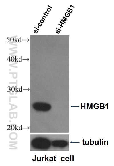 WB analysis of Jurkat cells using 10829-1-AP