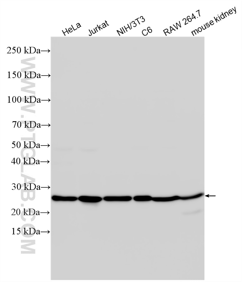 WB analysis using 10829-1-AP Western Blot (WB) analysis of various lysates using HMGB1 Polyclonal antibody (10829-1-AP)