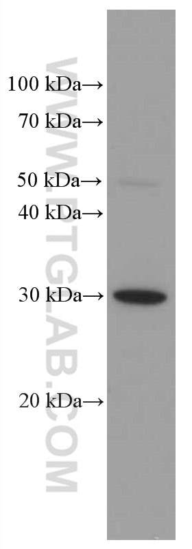 Western Blot (WB) analysis of Jurkat cells using HMGB1 Monoclonal antibody (66525-1-Ig)