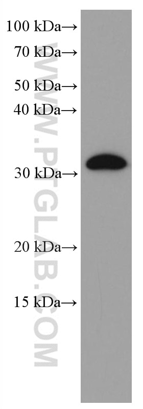 Western Blot (WB) analysis of HeLa cells using HMGB1 Monoclonal antibody (66525-1-Ig)