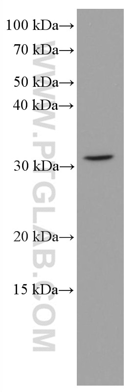 Western Blot (WB) analysis of NIH/3T3 cells using HMGB1 Monoclonal antibody (66525-1-Ig)