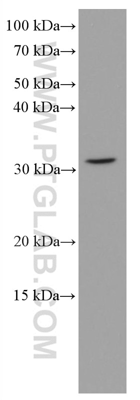 WB analysis of NIH/3T3 using 66525-1-Ig