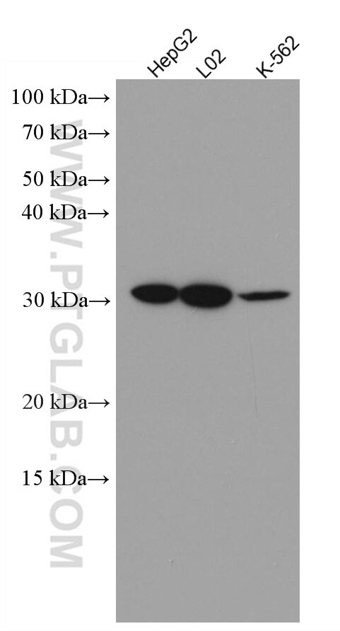 Western Blot (WB) analysis of various lysates using HMGB1 Monoclonal antibody (66525-1-Ig)