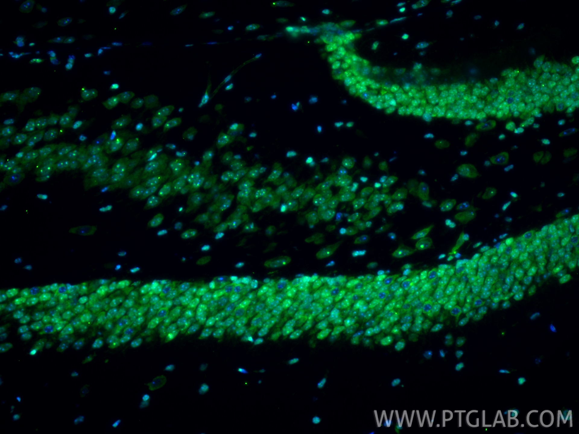 Immunofluorescence (IF) / fluorescent staining of mouse brain tissue using HMGB1 Recombinant monoclonal antibody (82973-1-RR)