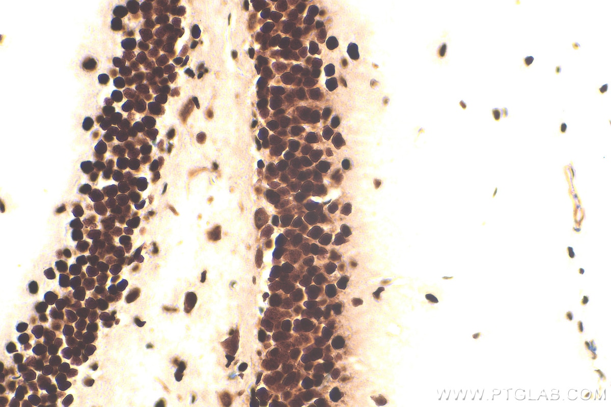 IHC staining of mouse brain using 82973-1-RR