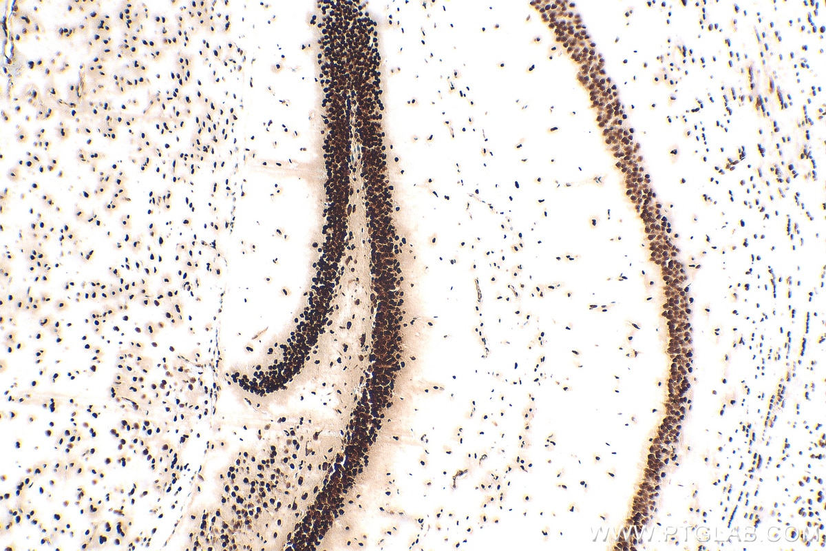 IHC staining of mouse brain using 82973-1-RR