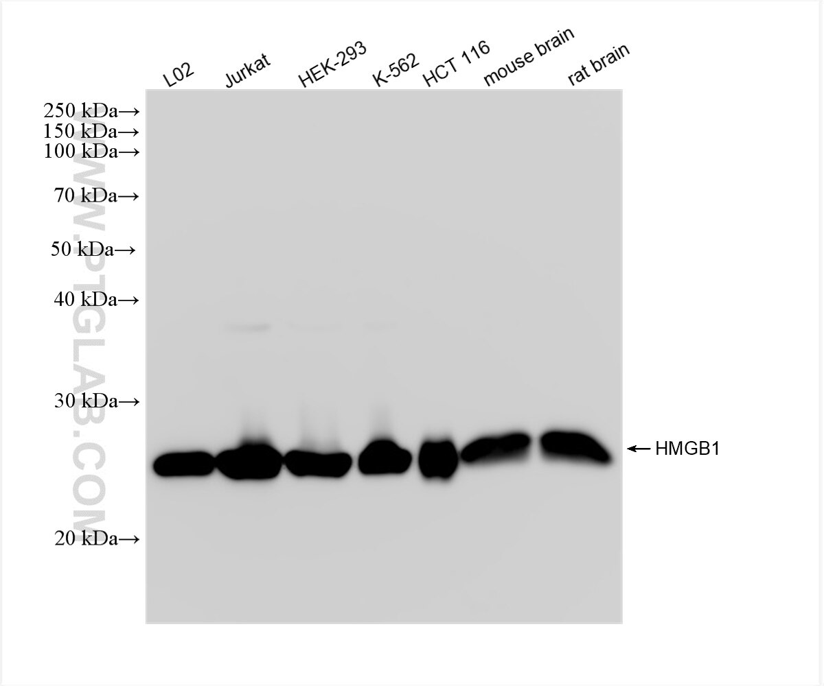 WB analysis using 82973-1-RR