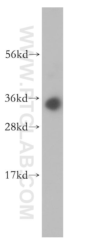 Western Blot (WB) analysis of HL-60 cells using HMGB2 Polyclonal antibody (14597-1-AP)