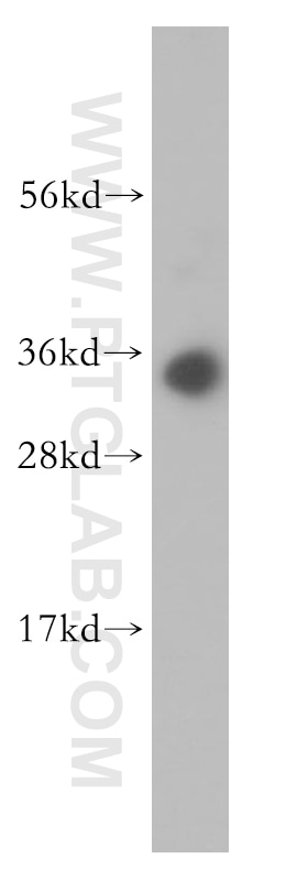 WB analysis of HL-60 using 14597-1-AP