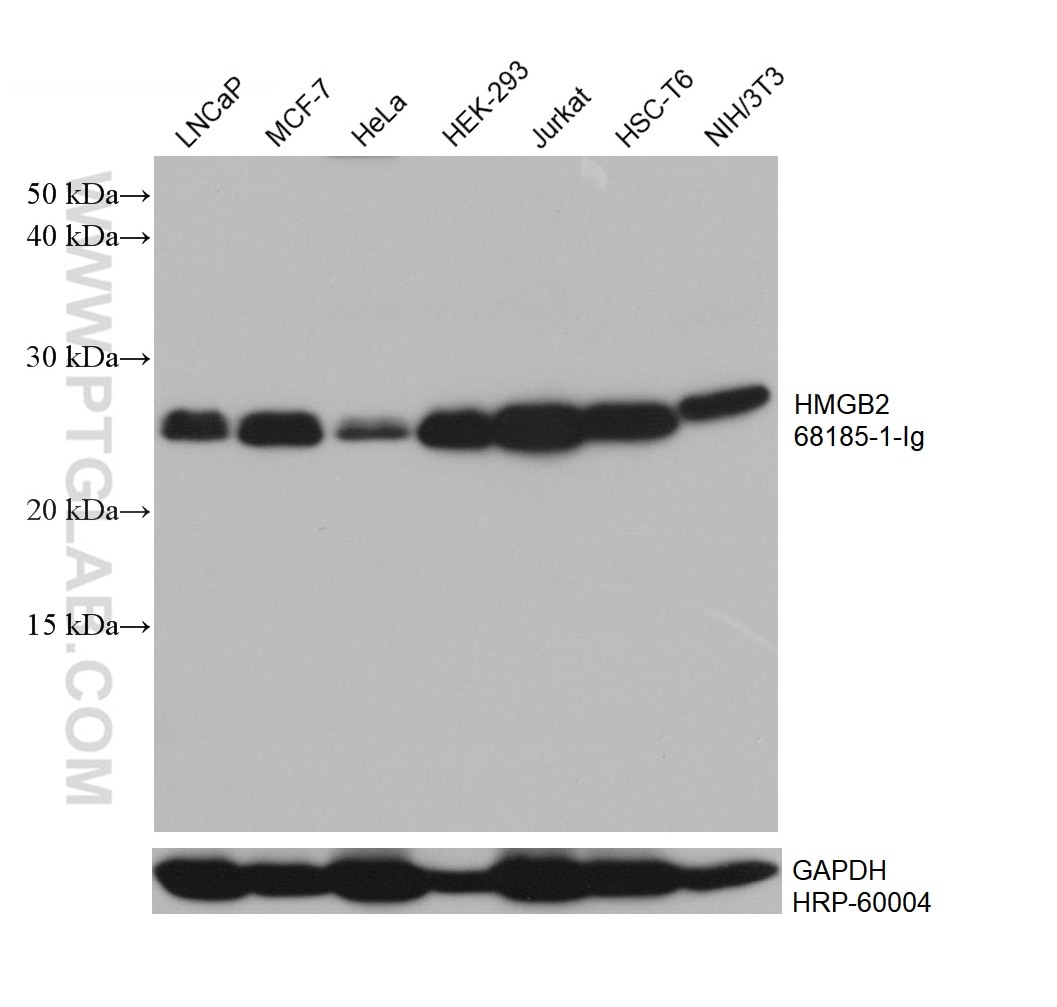 Western Blot (WB) analysis of various lysates using HMGB2 Monoclonal antibody (68185-1-Ig)