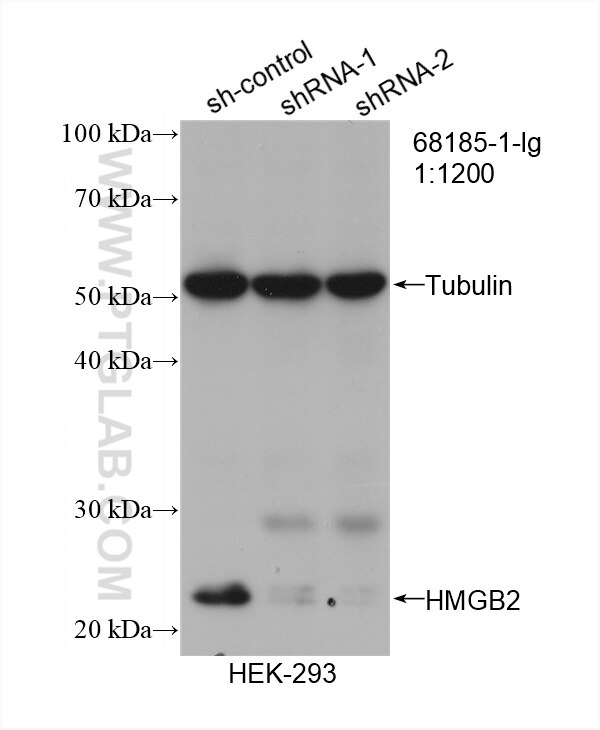 Western Blot (WB) analysis of HEK-293 cells using HMGB2 Monoclonal antibody (68185-1-Ig)