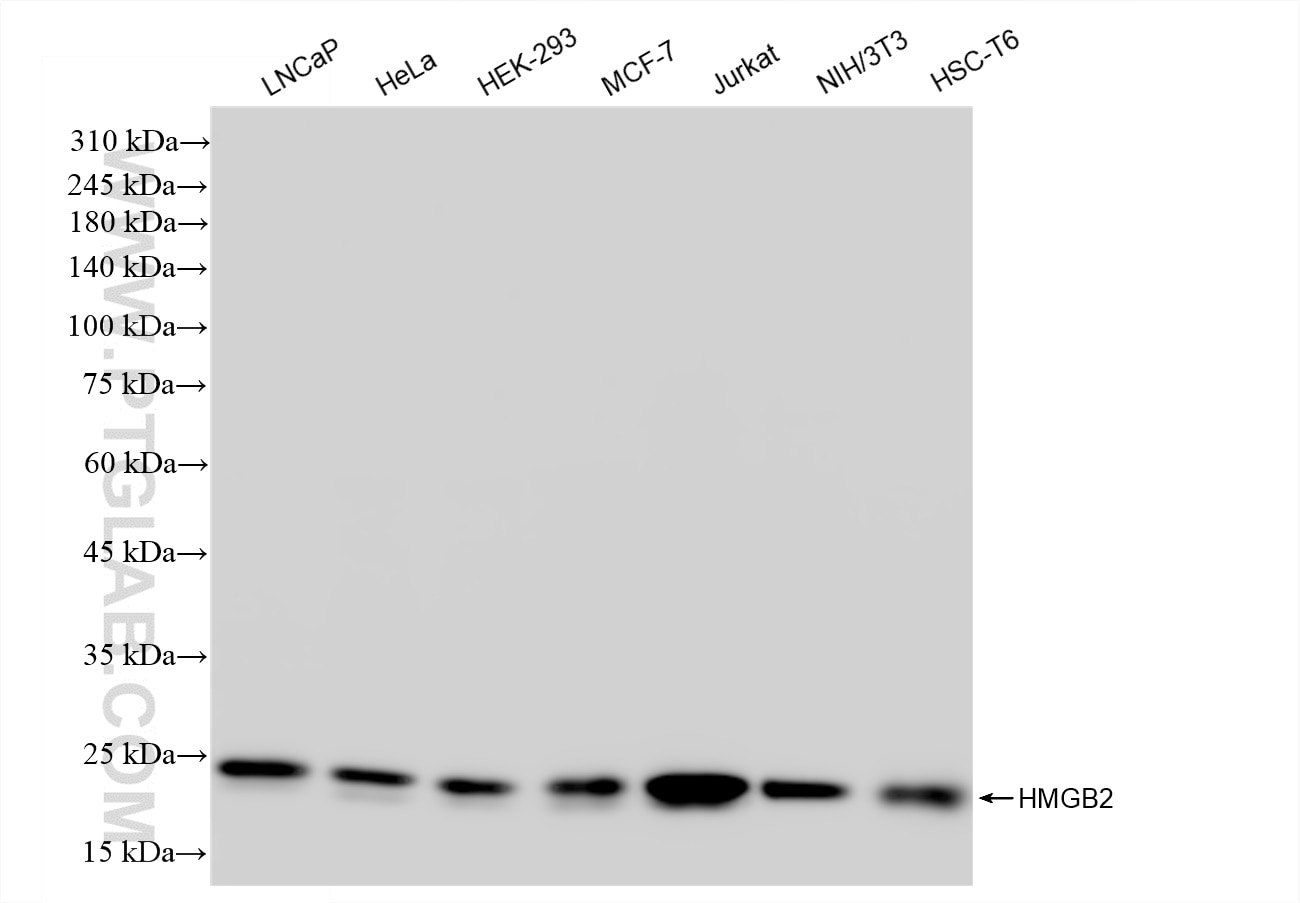 Western Blot (WB) analysis of various lysates using HMGB2 Recombinant antibody (83482-4-RR)