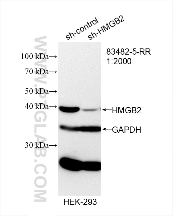 Western Blot (WB) analysis of HEK-293 cells using HMGB2 Recombinant antibody (83482-5-RR)