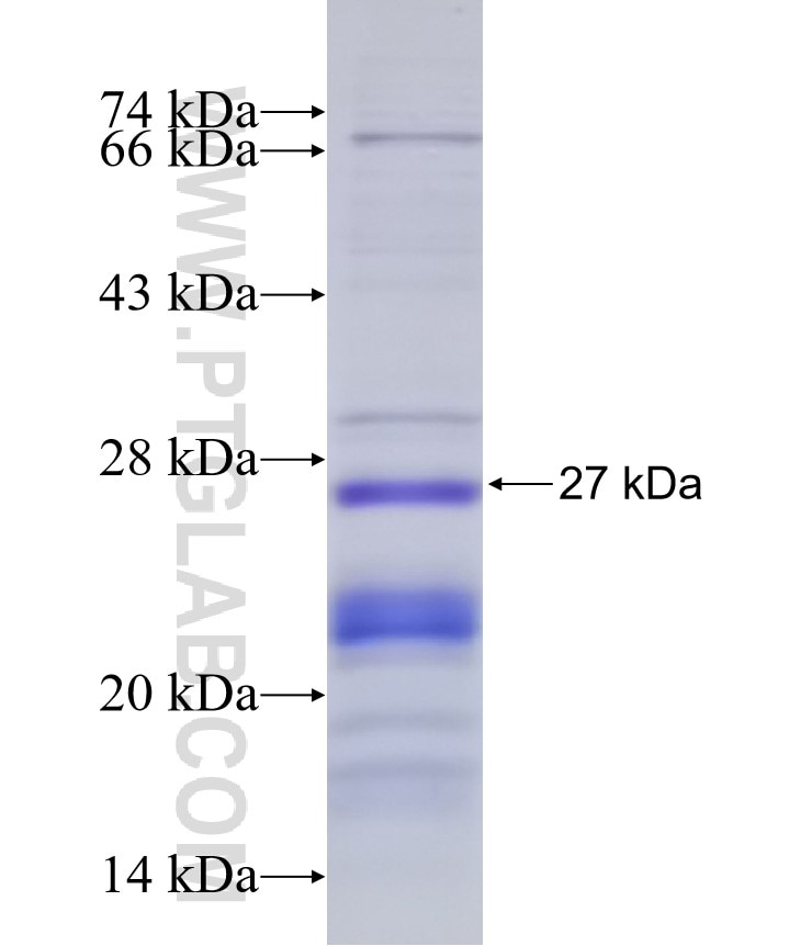 HMGB2 fusion protein Ag6135 SDS-PAGE