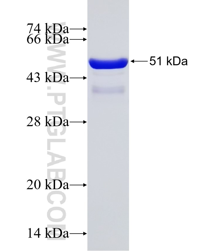 HMGB2 fusion protein Ag7989 SDS-PAGE